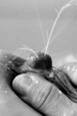 Mamíferas: el hilo de Ariadna