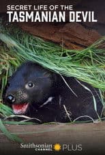 Secret Life Of The Tasmanian Devil
