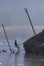 Colors of Prespa: Birds