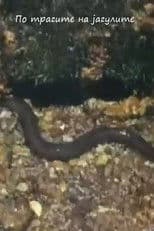 Following the Traces of the Eels