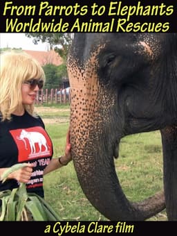 From Parrots to Elephants: Worldwide Animal Rescues