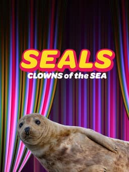 Seals - Clowns of the Sea
