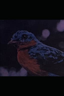 Retrato de Villa-Lobos